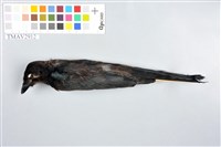 藏品(大卷尾)的圖片